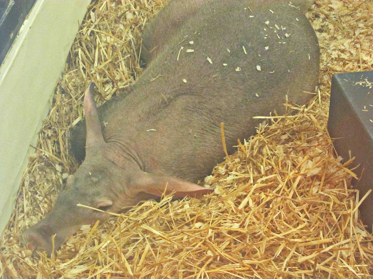 May 2013 - Childrens Zoo - Nursery - Pregnant Aardvark