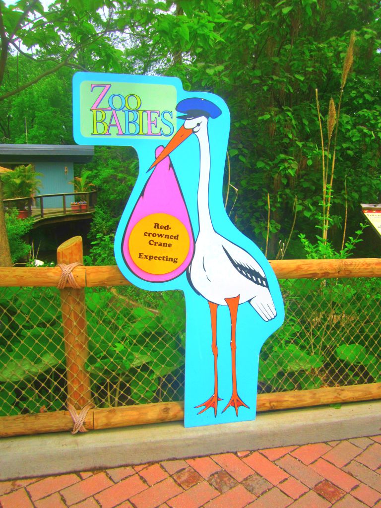 May 2013 - Crane Island - Zoo Babies - Red-crowned Crane