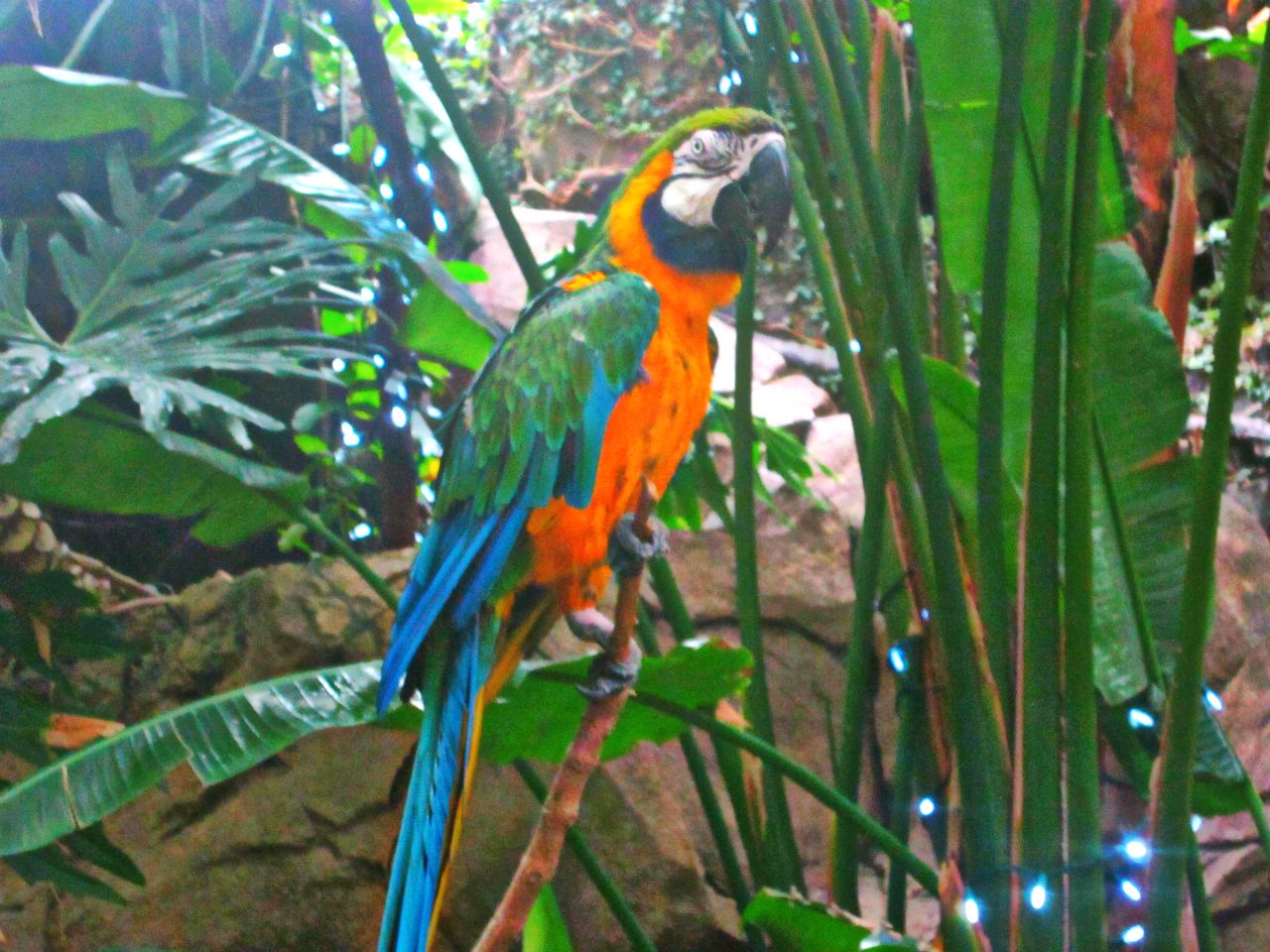 May 2013 - Discovery Forest - Blue-and-gold Macaw