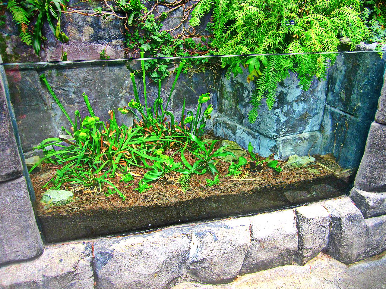 May 2013 - Discovery Forest - Carnivorous Plant Exhibit