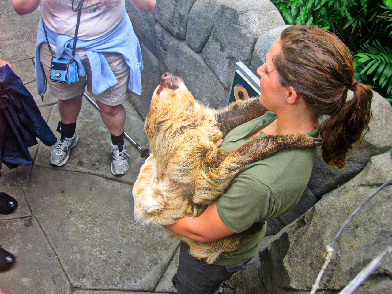 May 2013 - Discovery Forest - Linnaeus's Two-toed Sloth
