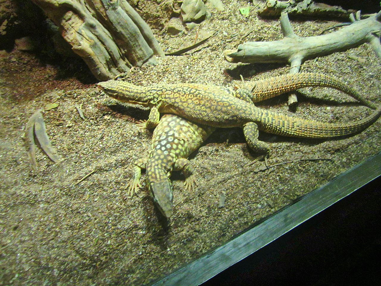 May 2013 - Dragons! - Ackies Dwarf Monitor