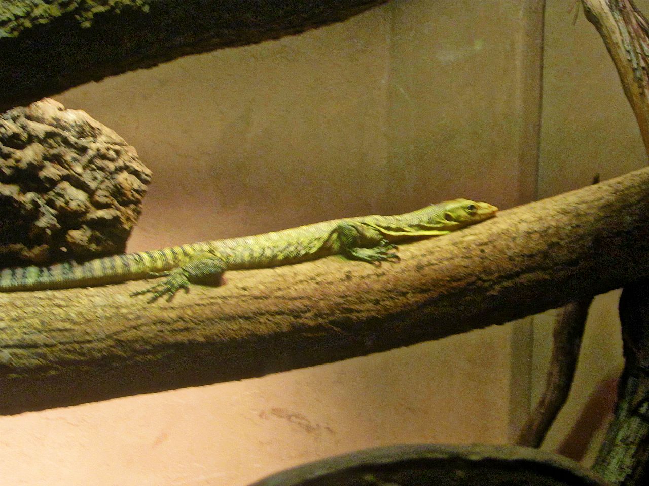 May 2013 - Dragons! - Baby Quince Monitor