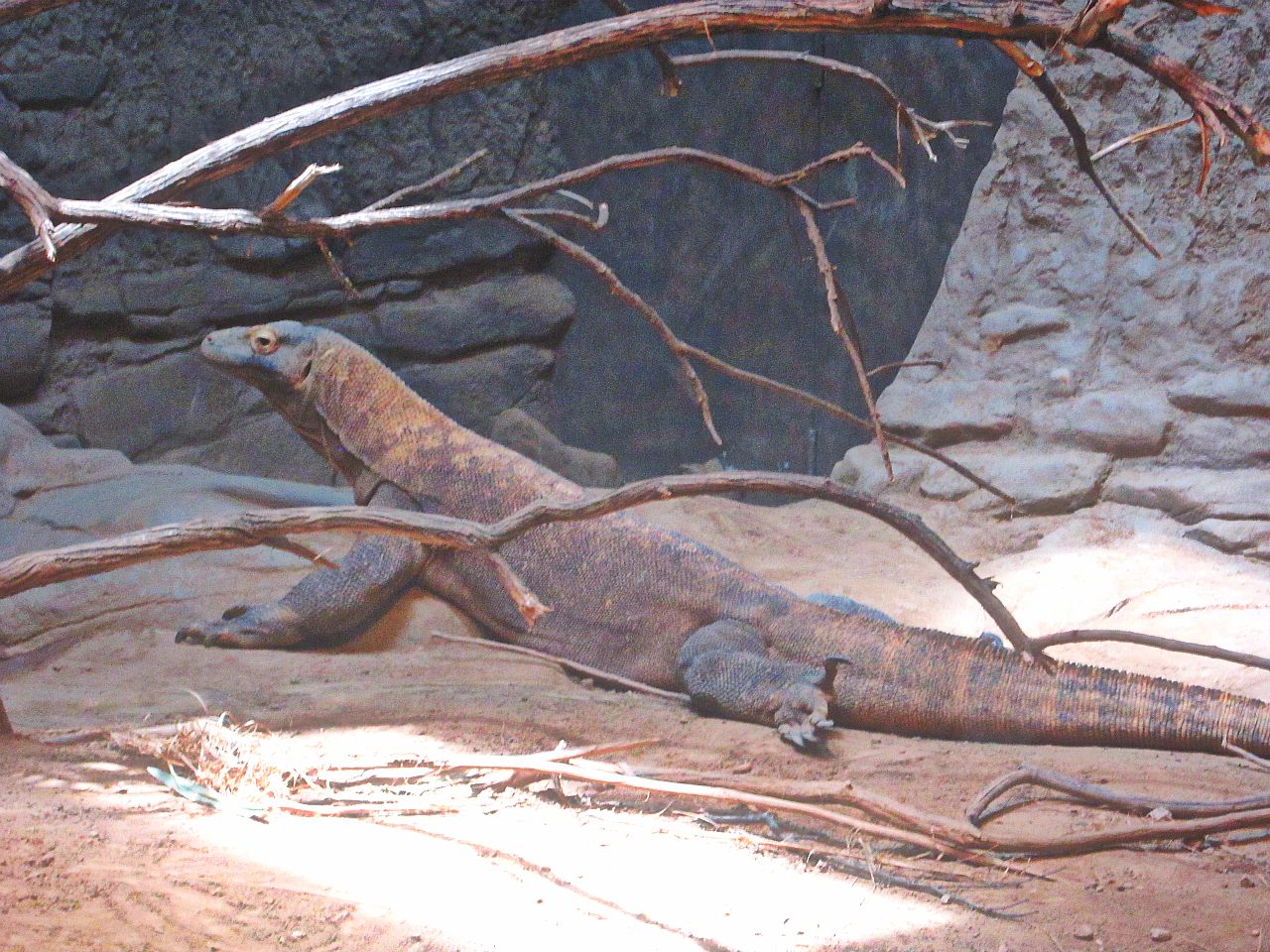 May 2013 - Dragons! - Komodo Dragon