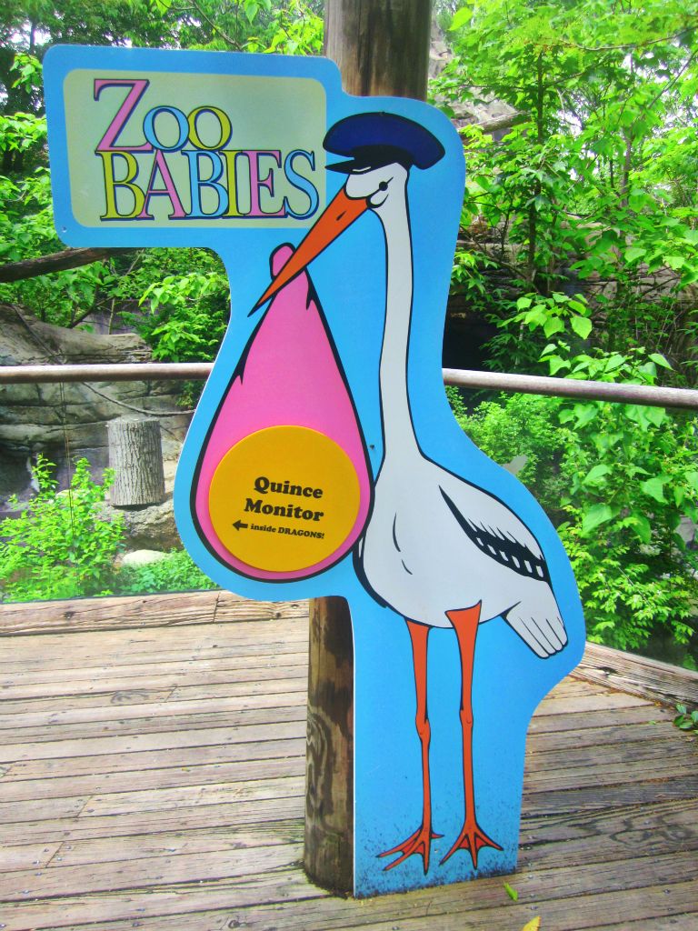 May 2013 - Dragons! - Zoo Babies - Quince Monitor