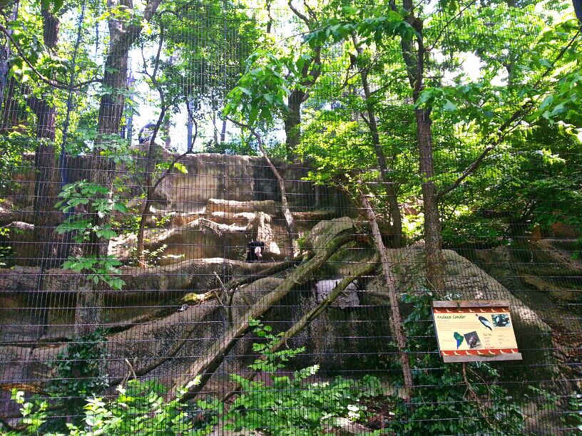 May. 2013 - Eagle Eyrie - Andean Condor Exhibit