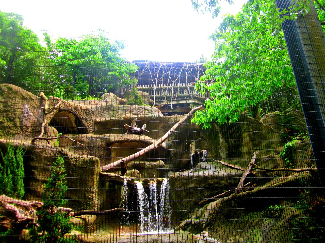 May 2013 - Eagle Eyrie - Stellar's Sea Eagle Exhibit Above Viewing