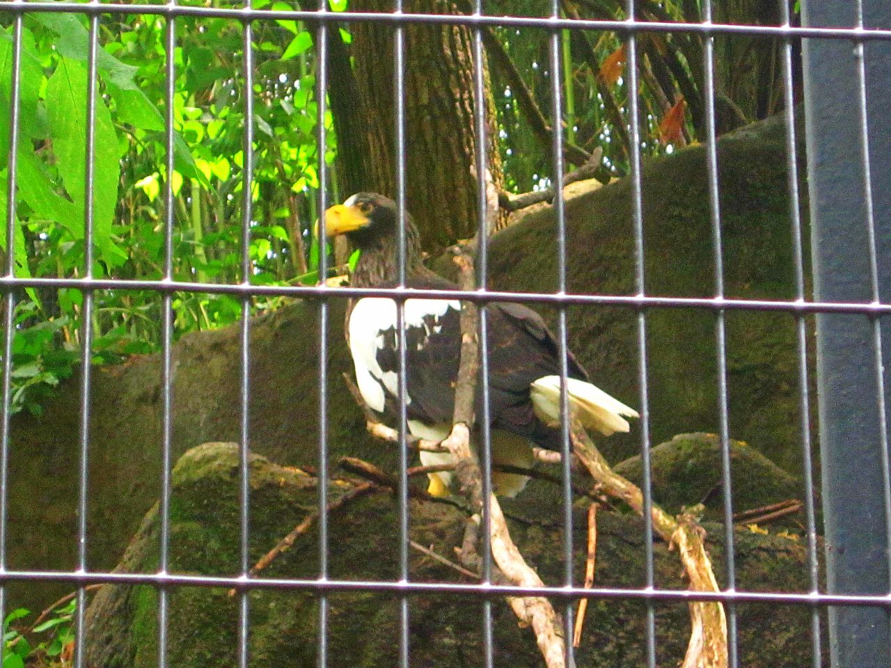 May 2013 - Eagle Eyrie - Stellar's Sea Eagle