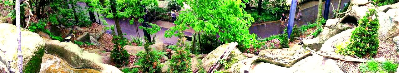 May 2013 - Eagle Eyrie - Steller's Sea Eagle Exhibit Panorama