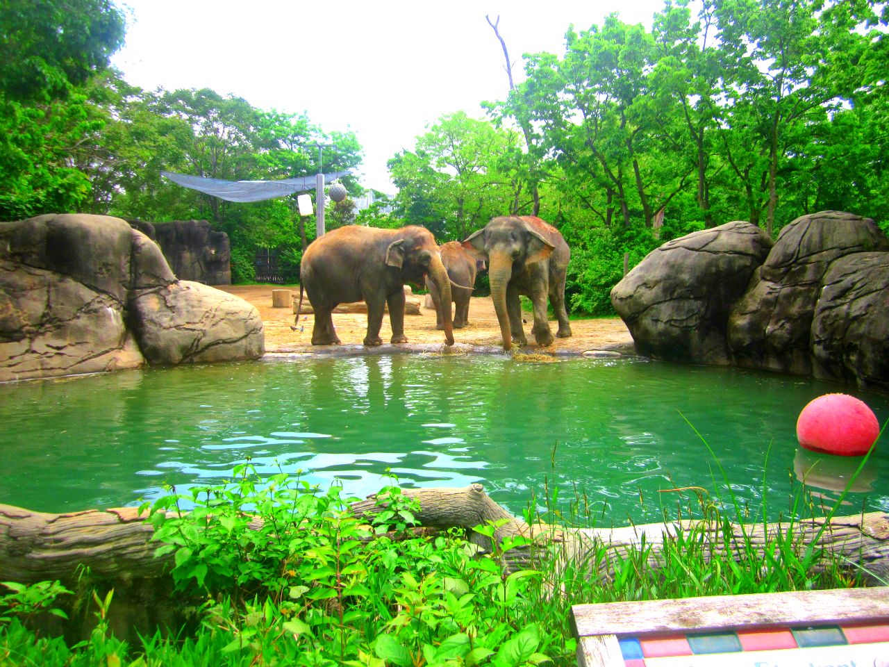 May 2013 - Elephant Reserve - Indian Elephant Exhibit Pool Area