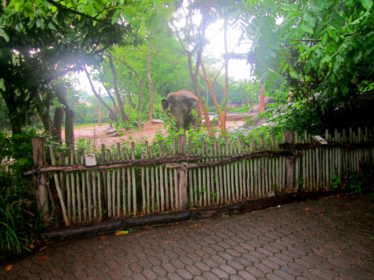May 2013 - Elephant Reserve - Indian Elephant Exhibit Viewing