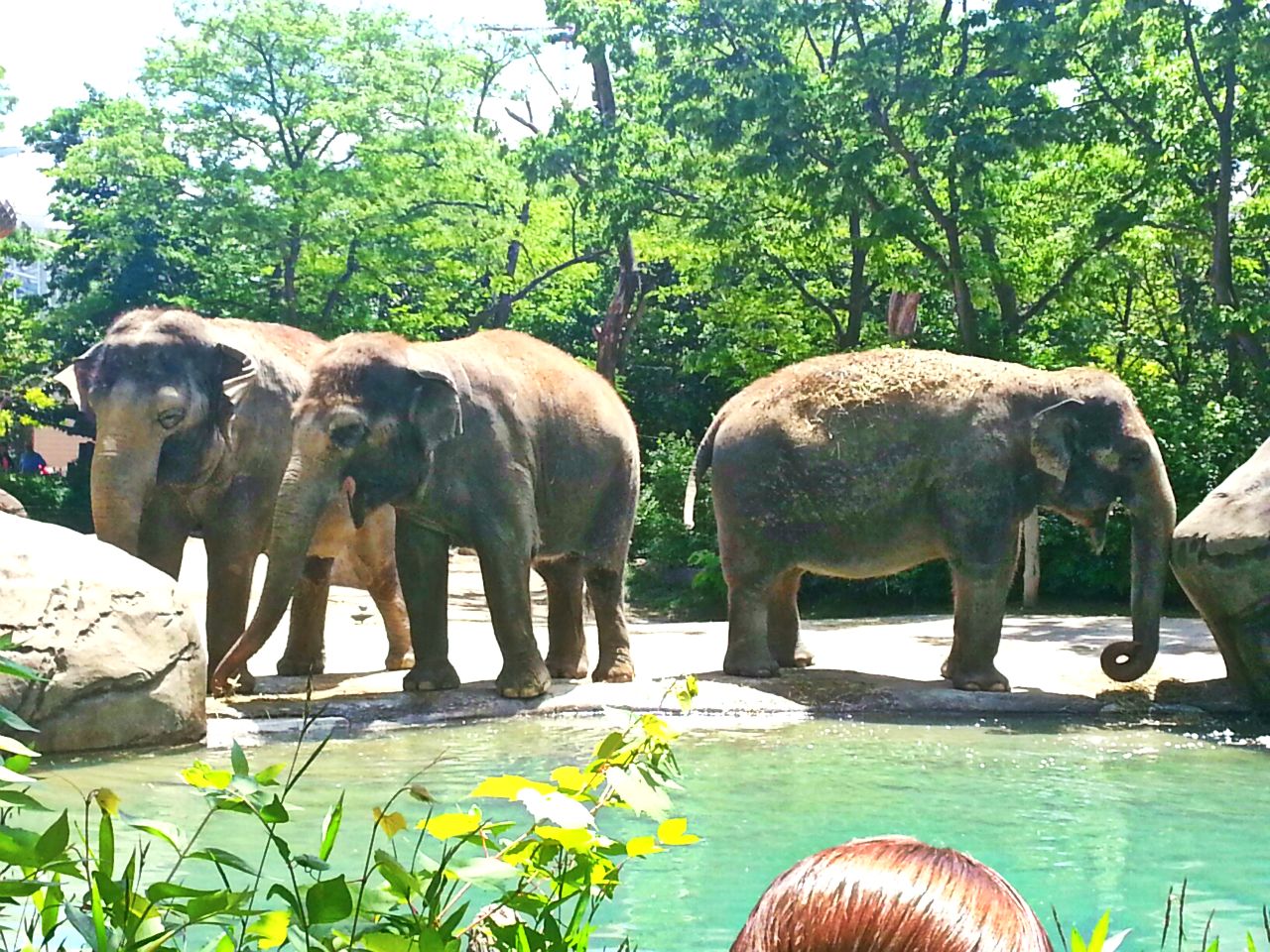 May 2013 - Elephant Reserve - Princess Shottzie + My-Thai + Jati