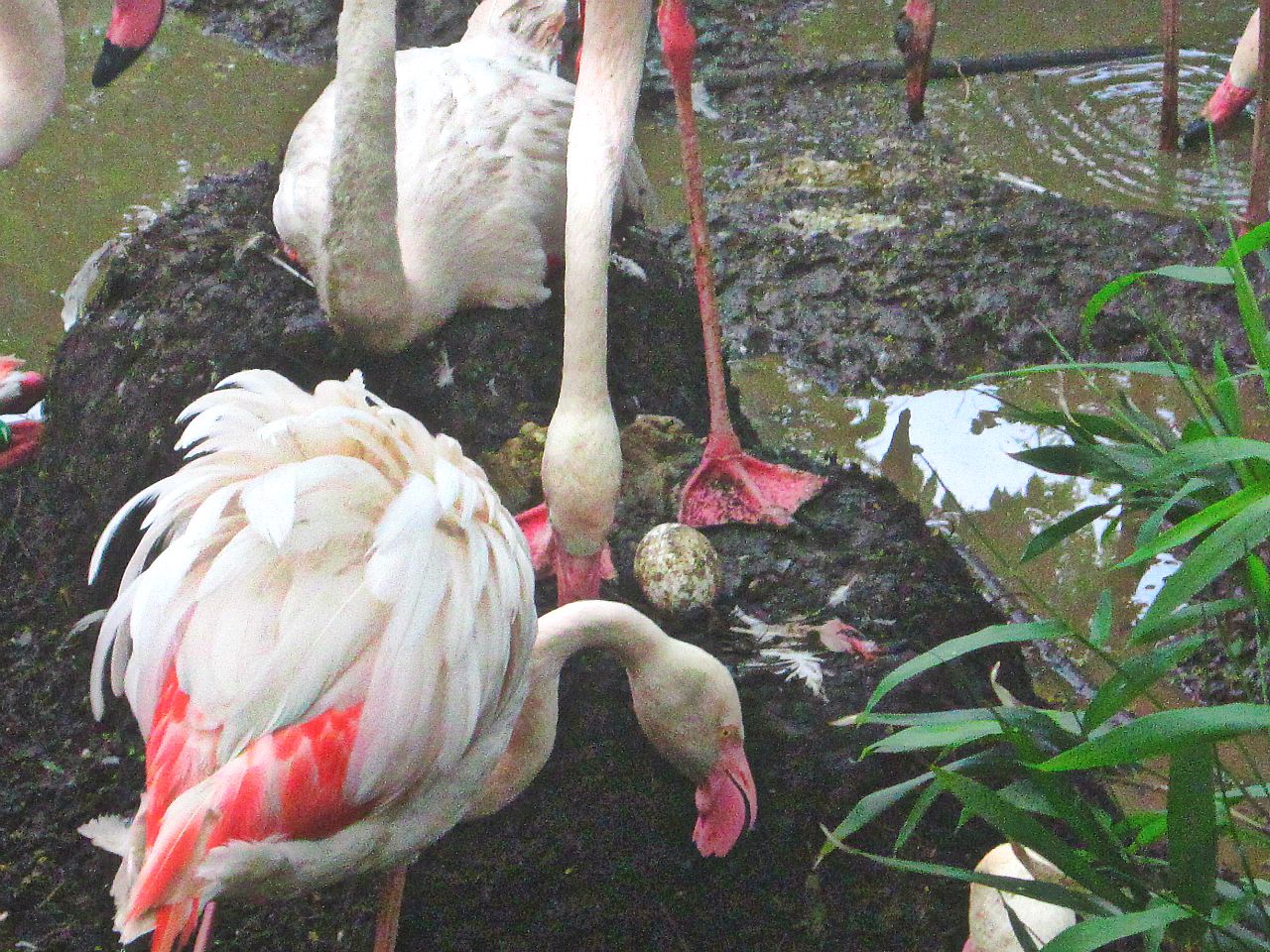 May 2013 - Flamingo Cove - Greater Flamingos Switching Shifts