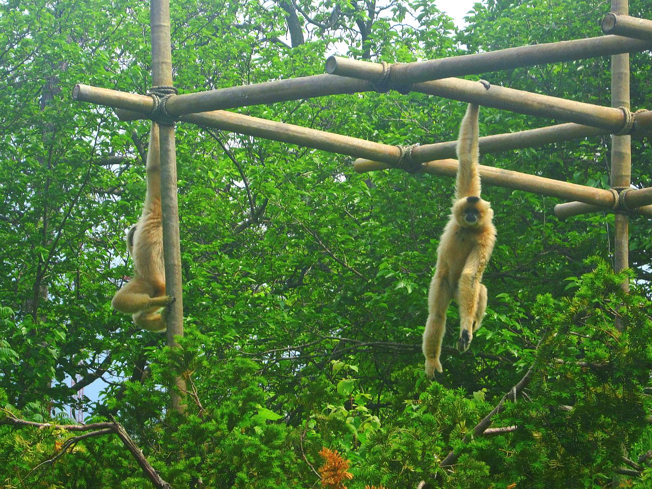 May 2013 - Gibbon Islands - Buff-cheeked Gibbons