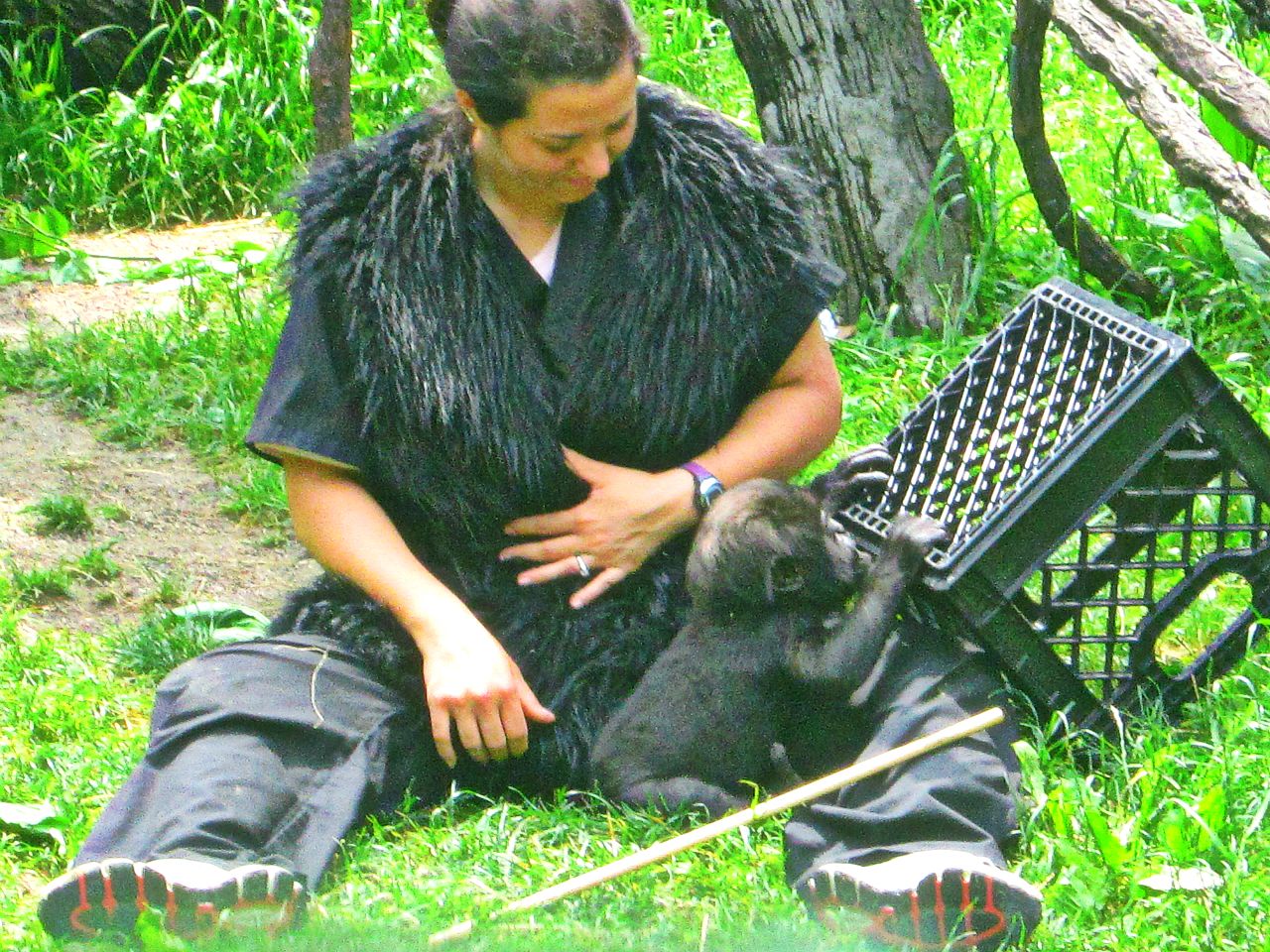 May 2013 - Gorilla World - Baby Gladys