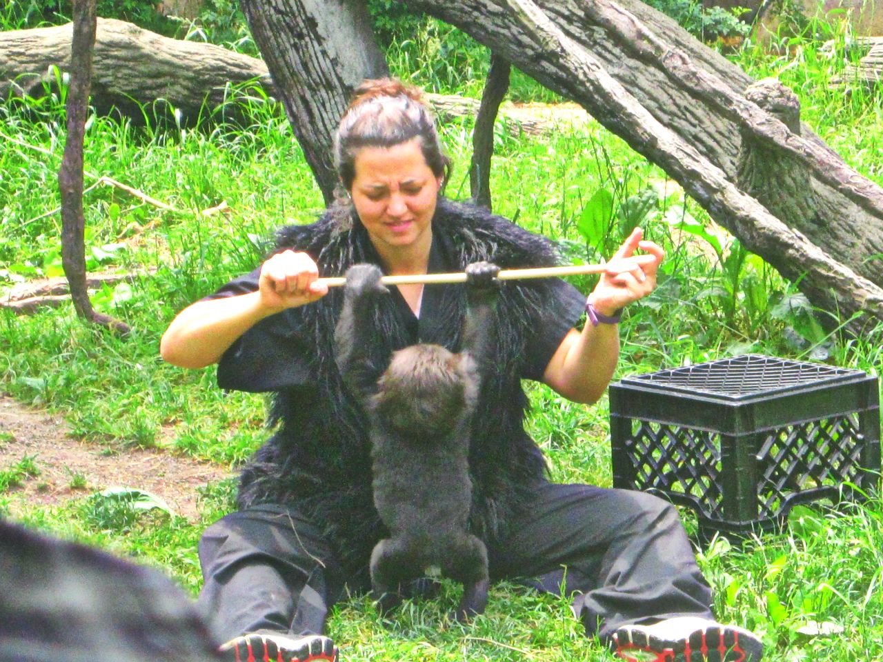 May 2013 - Gorilla World - Baby Gladys