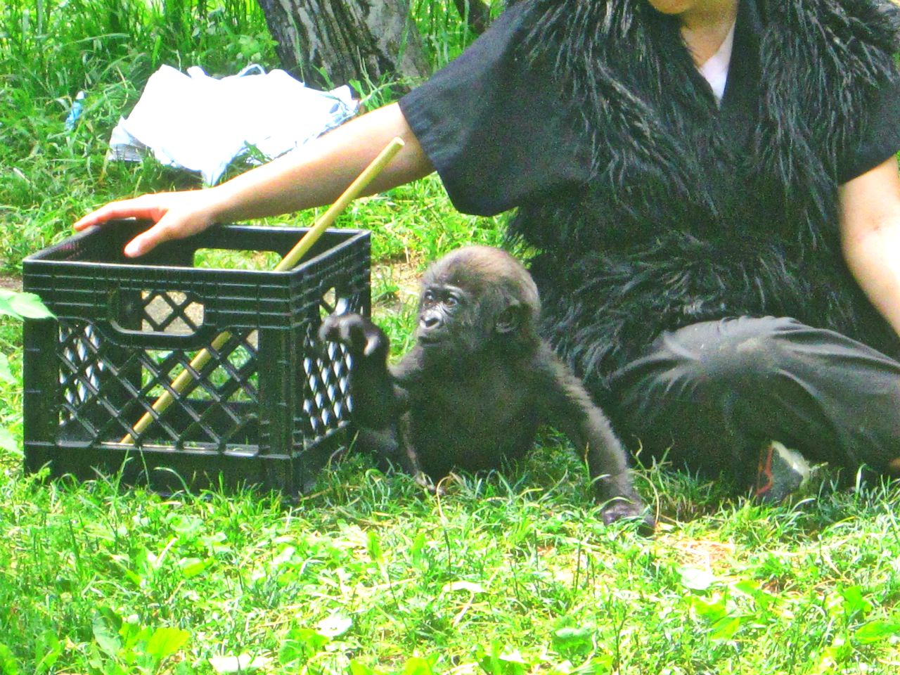 May 2013 - Gorilla World - Baby Gladys