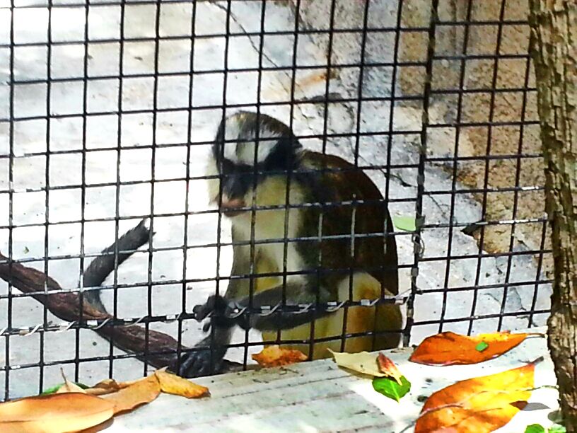 May. 2013 - Gorilla World - Greys Crowned Guenon