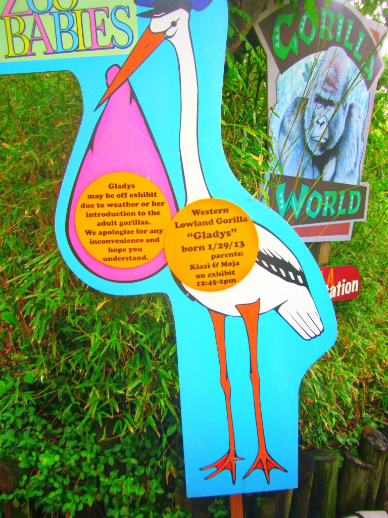 May 2013 - Gorilla World - Zoo Babies - Gladys