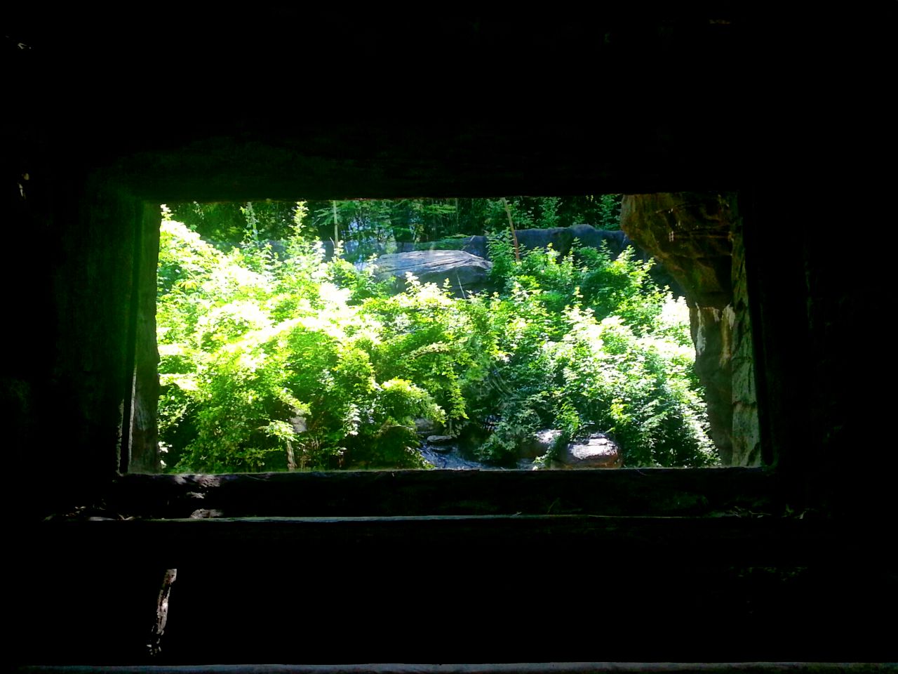 May. 2013 - Jungle Trails - Bonobo Exhibit - Second Viewing