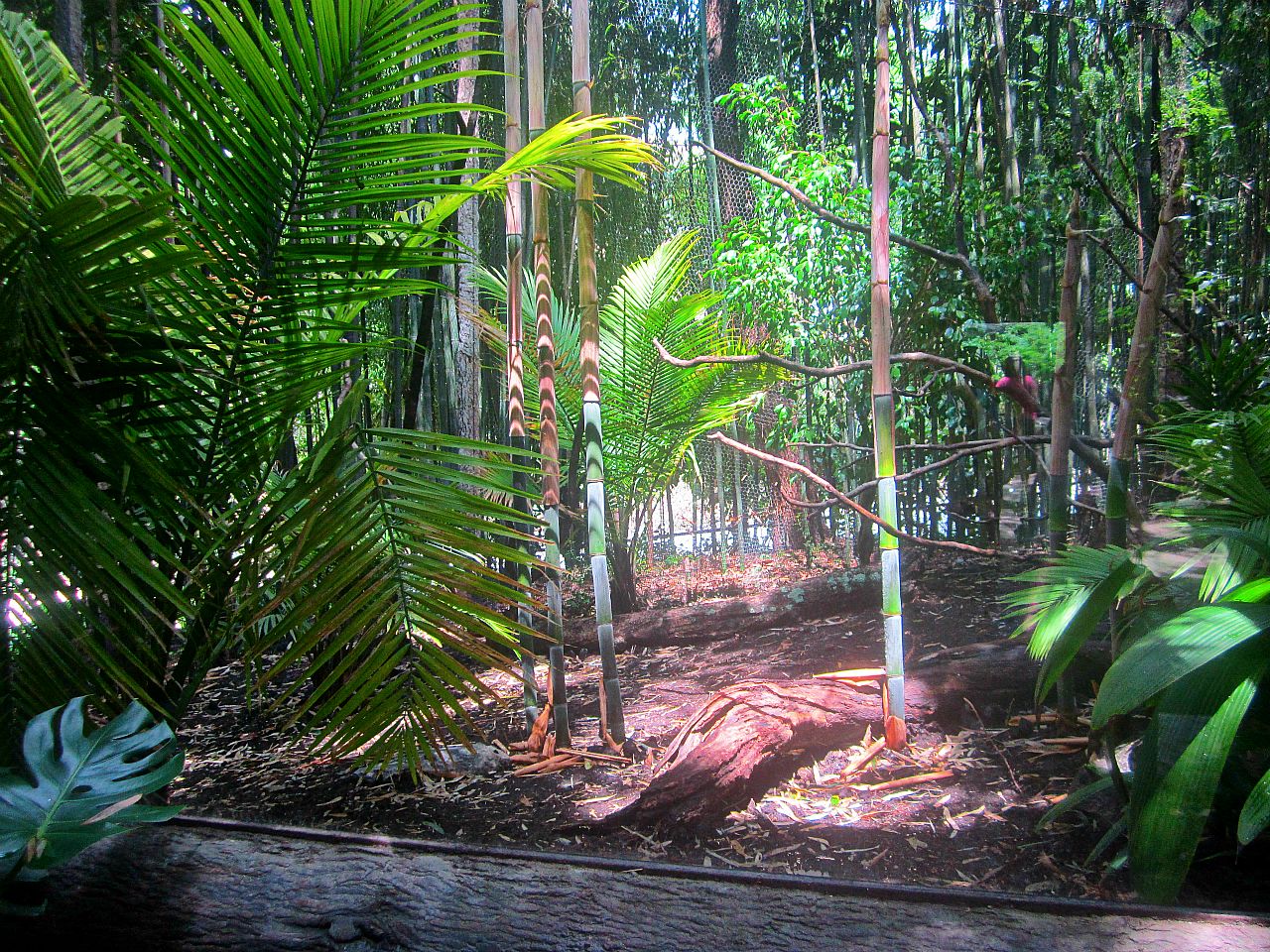 May 2013 - Jungle Trails - Congo Peafowl Exhibit