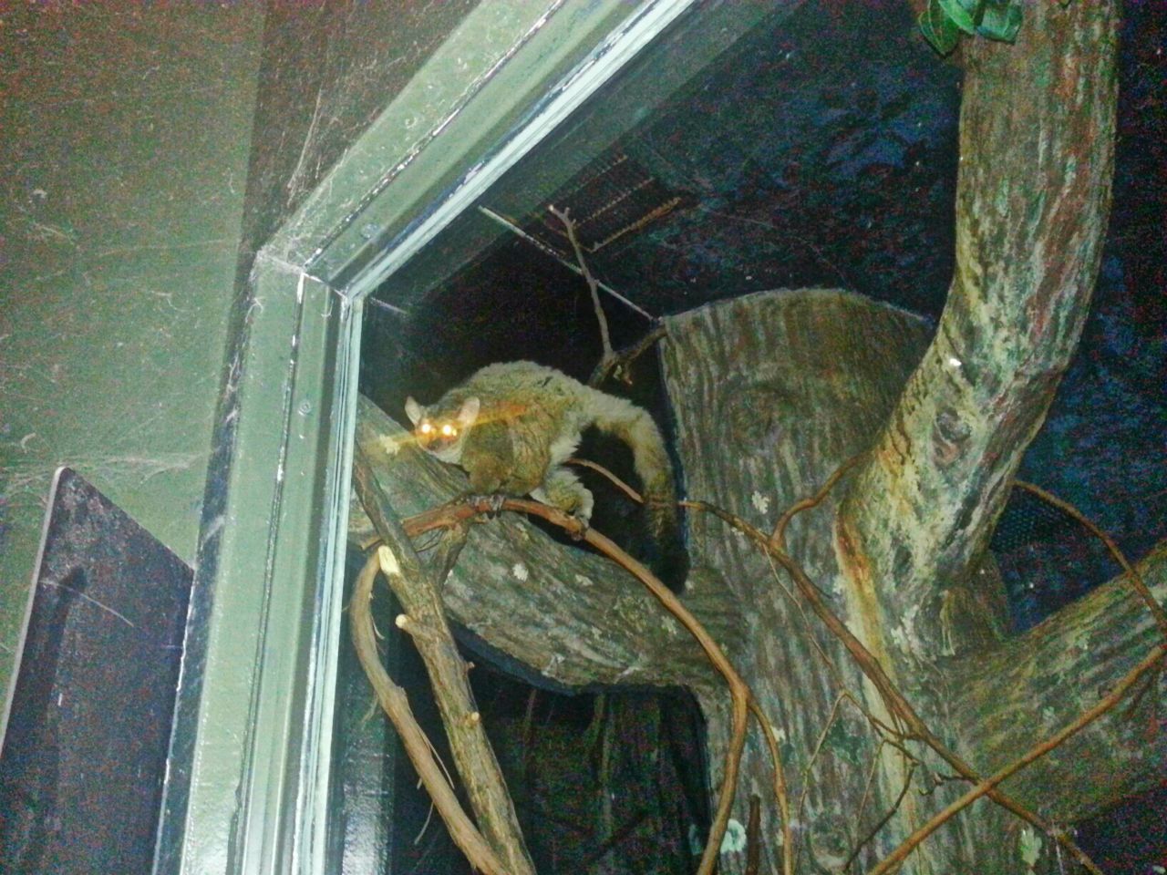 May. 2013 - Jungle Trails - Garnetts Galago