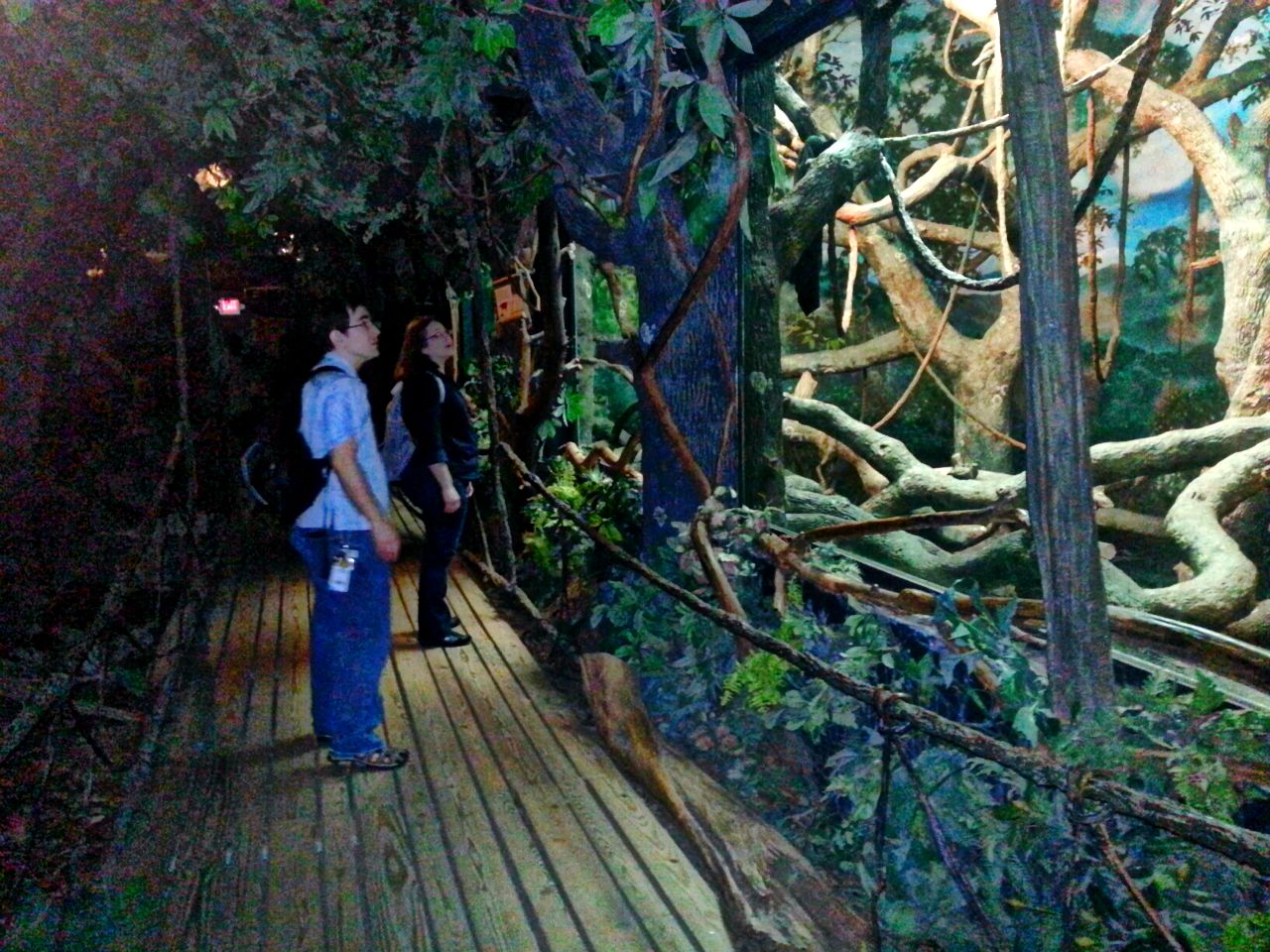 May 2013 - Jungle Trails - Gibbon + Orangutan Indoor Viewing