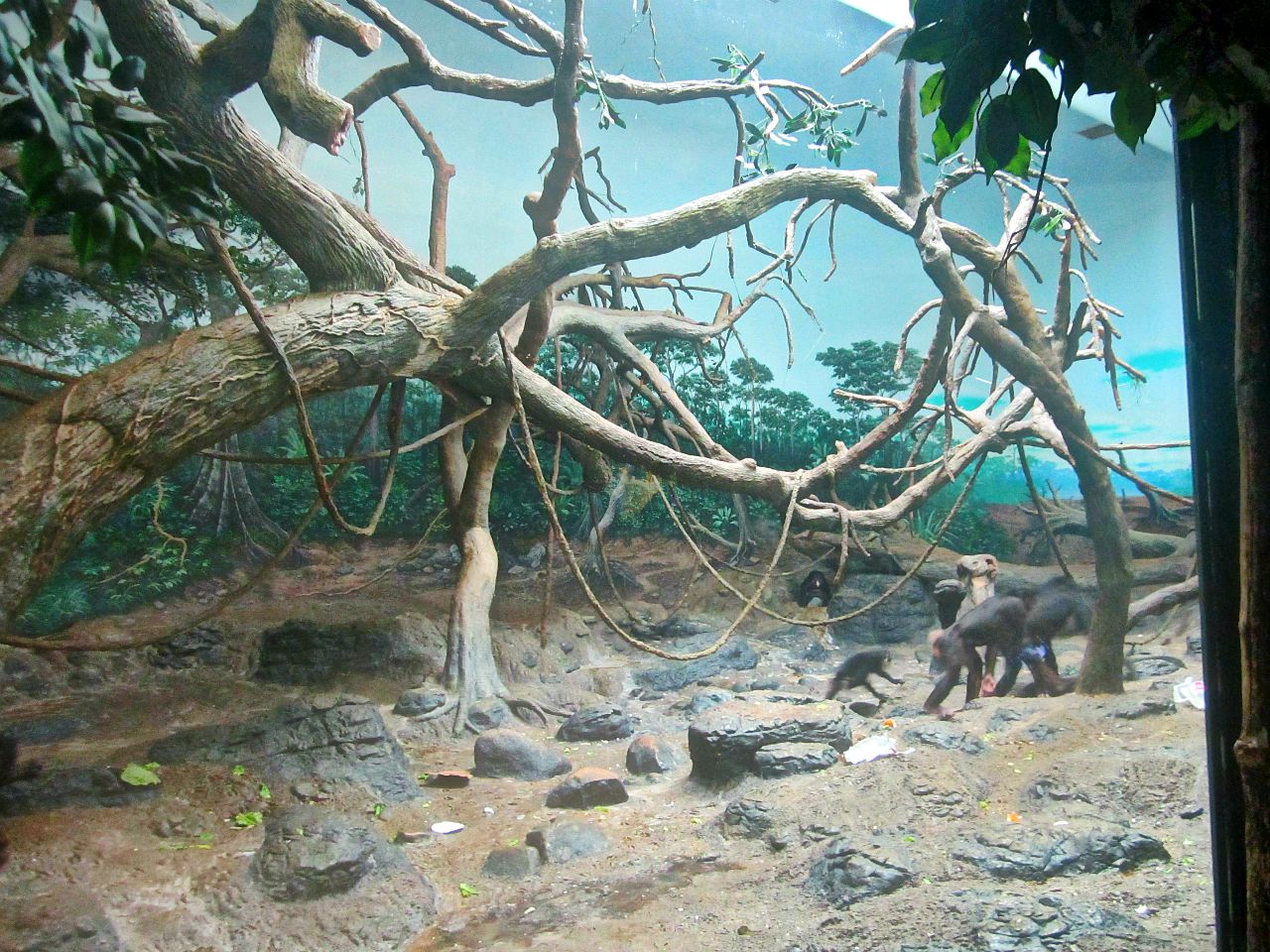 May 2013 - Jungle Trails - Indoor Bonobo Exhibit
