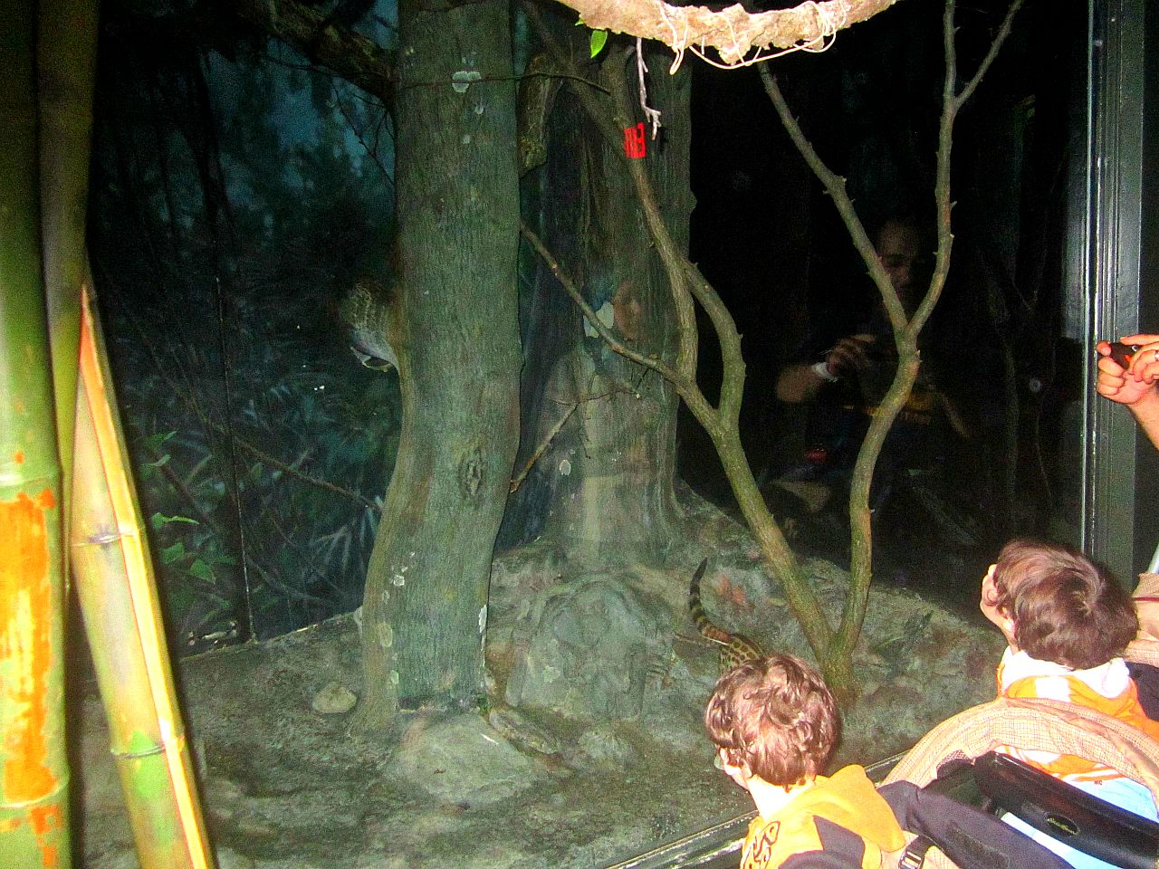 May 2013 - Jungle Trails - Large-spotted Genet Exhibit