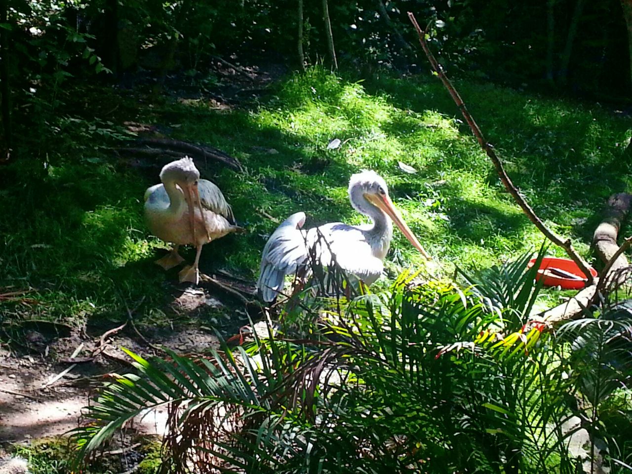 May. 2013 - Jungle Trails - Pink-backed Pelicans