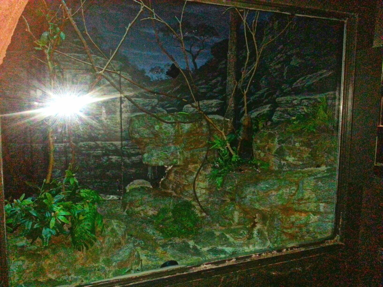 May. 2013 - Jungle Trails - Potto Exhibit