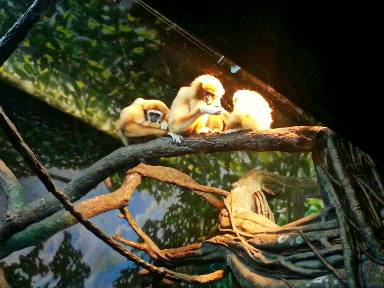 May. 2013 - Jungle Trails - White-handed Gibbons