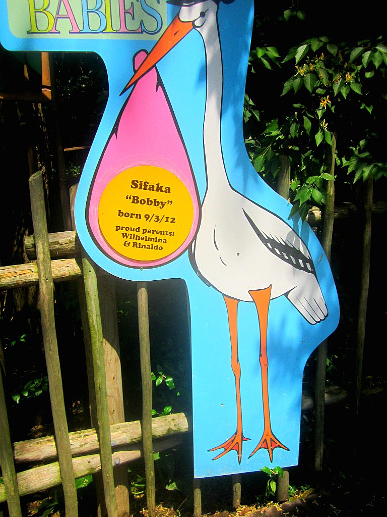 May 2013 - Jungle Trails - Zoo Babies - Sifaka