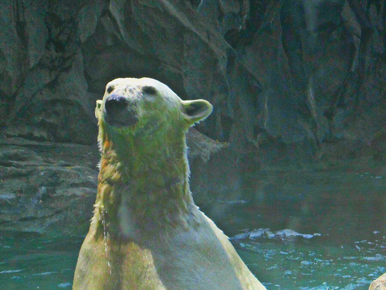 May 2013 - Lords of the Arctic - Polar Bear