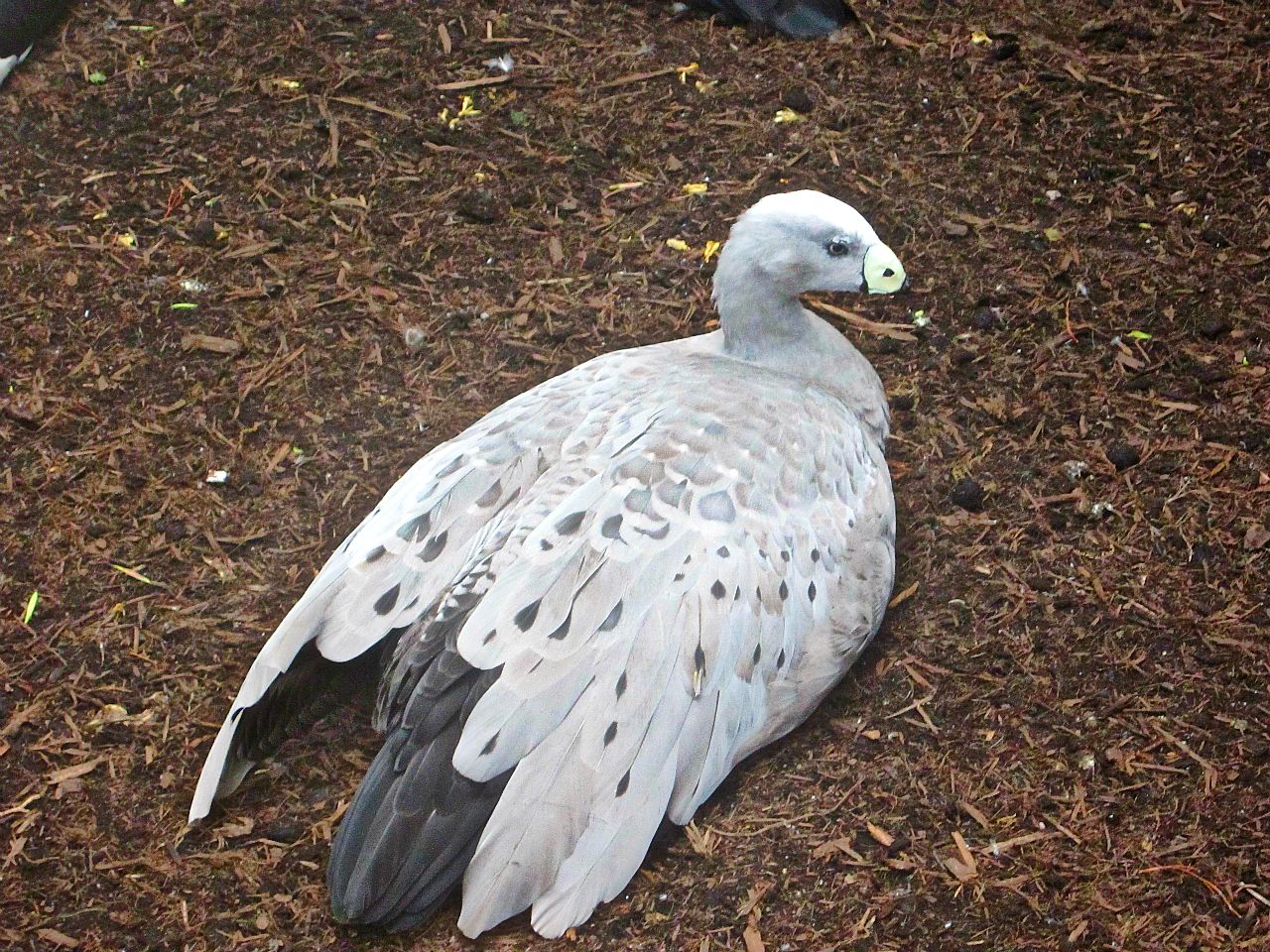 May 2013 - Lorikeet Landing - Cape Barren Goose