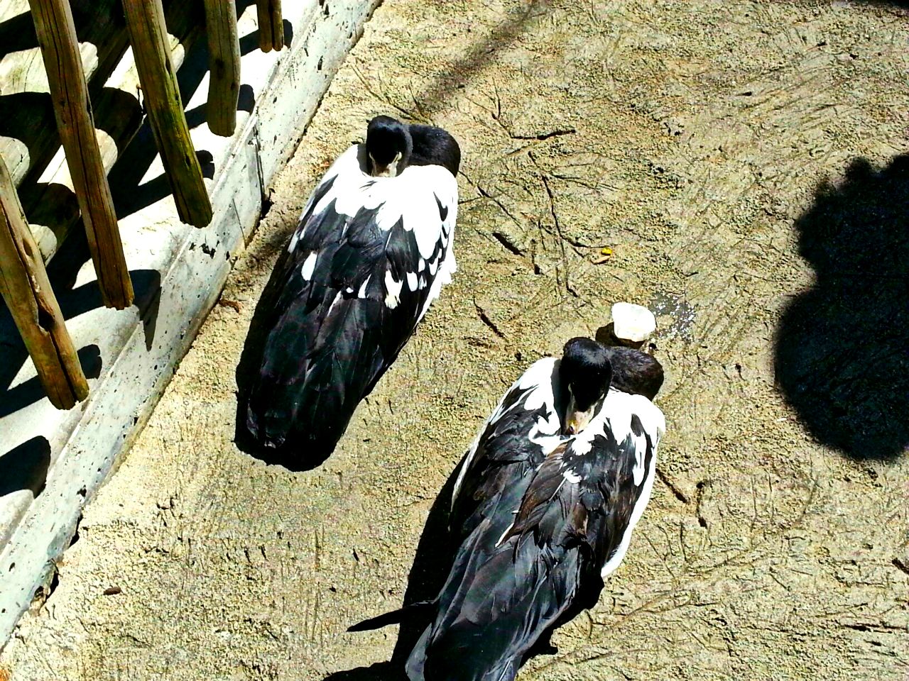 May 2013 - Lorikeet Landing - Magpie Geese