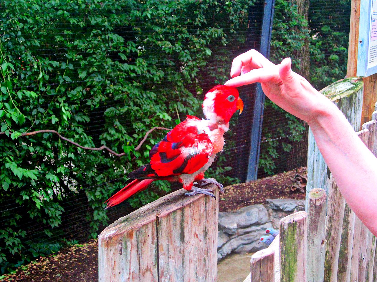 May 2013 - Lorikeet Landing - Red Lory