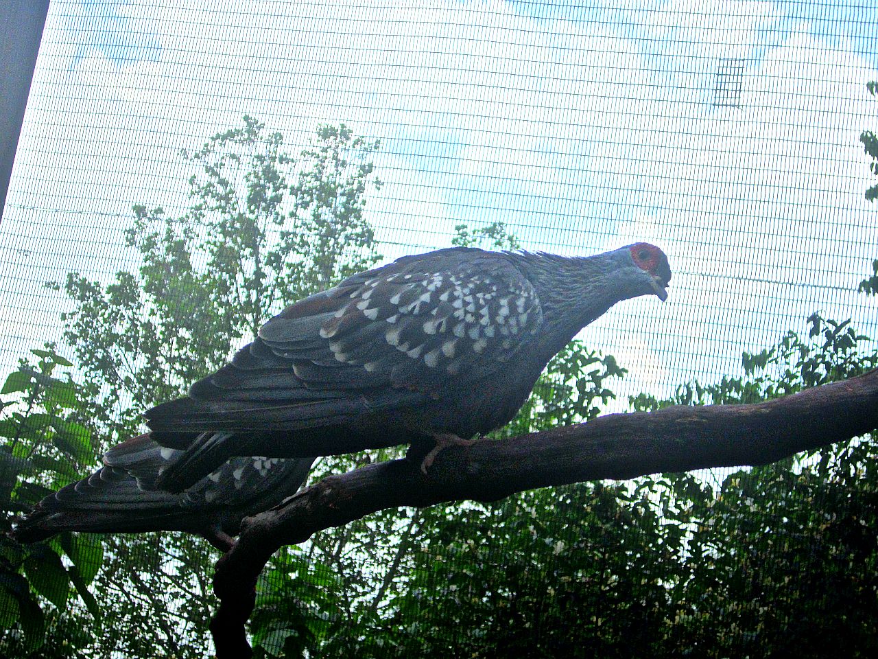 May 2013 - Lorikeet Landing - Speckled Pigeon