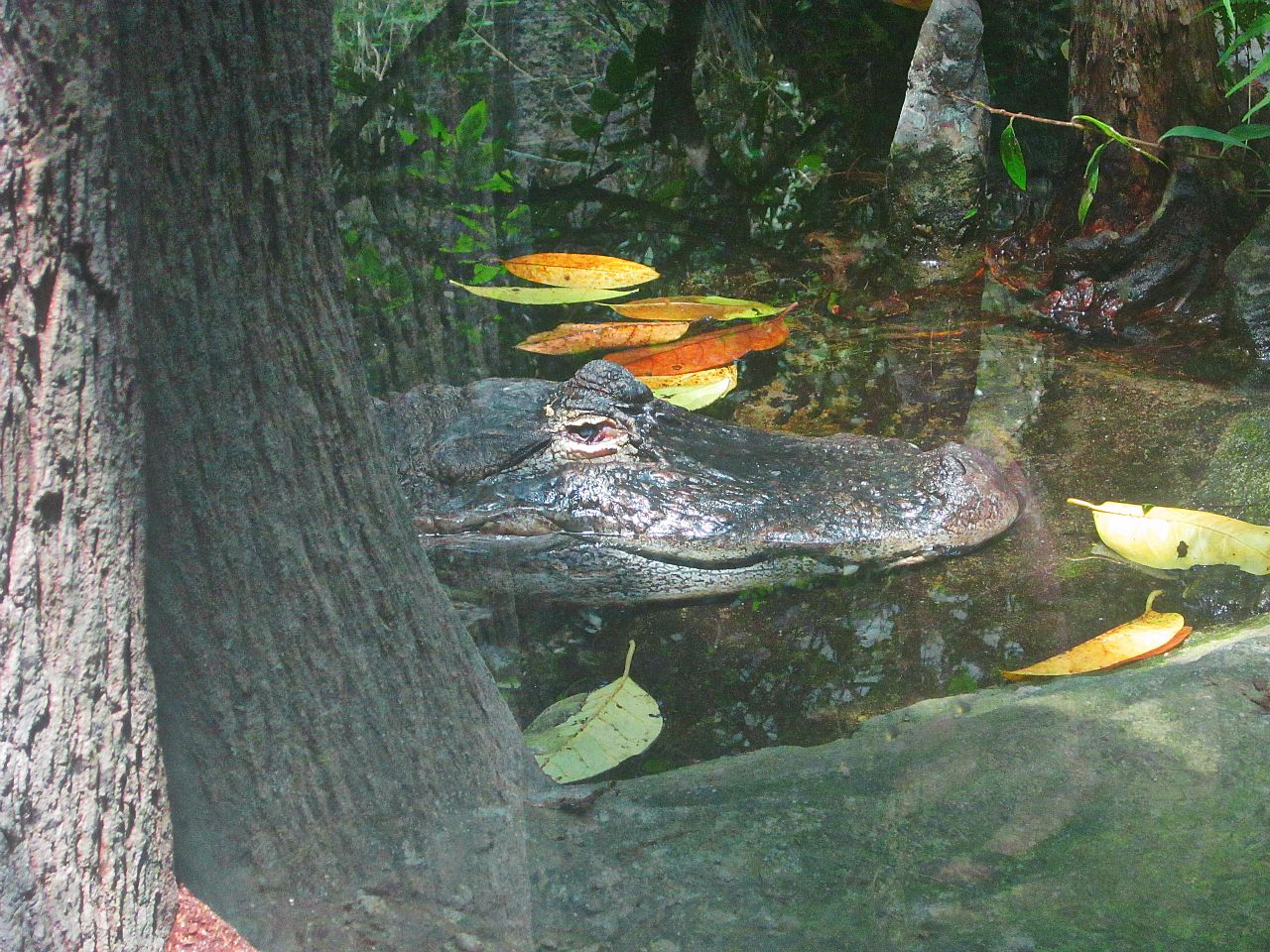 May 2013 - Manatee Springs - American Alligator