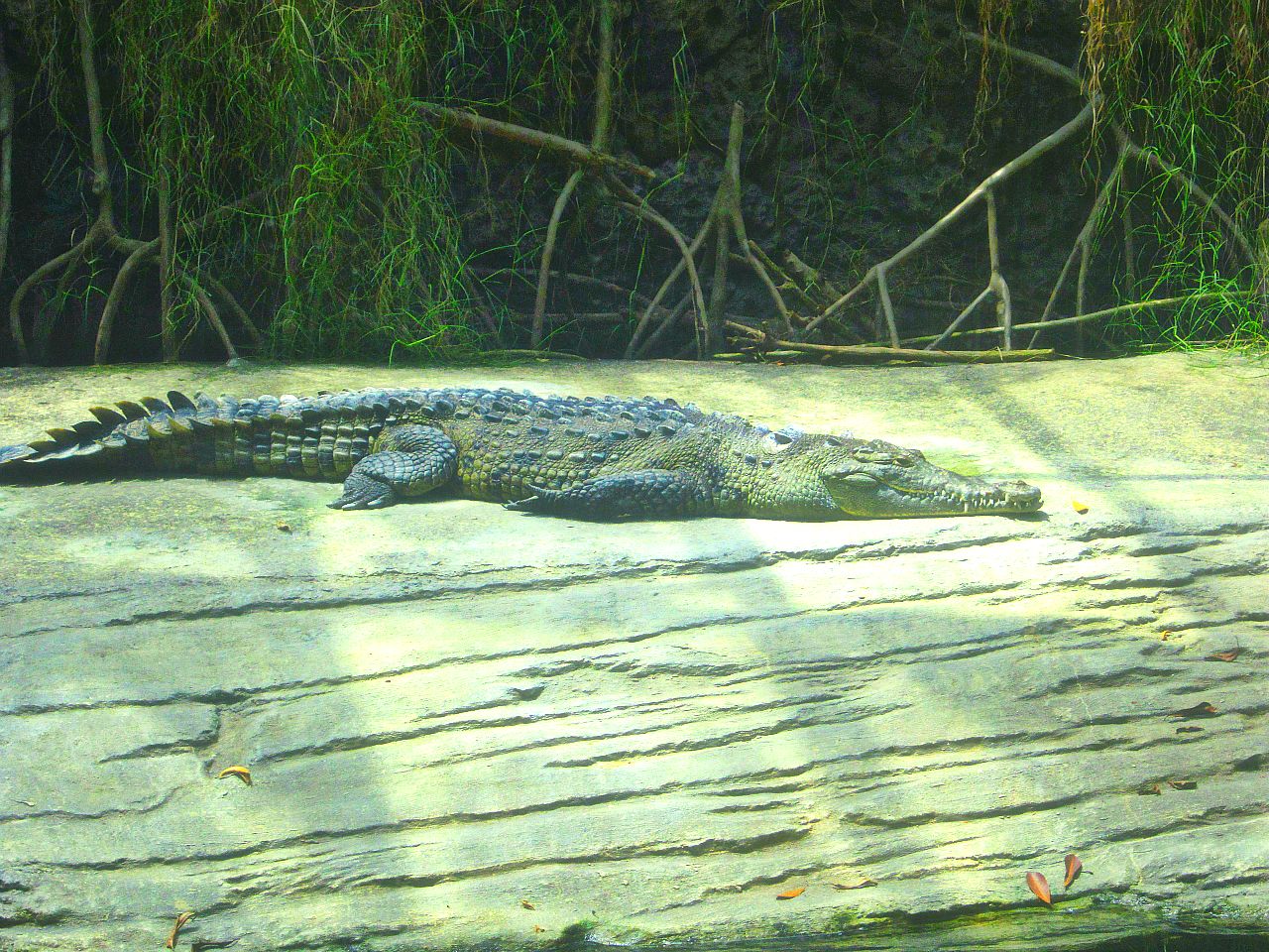 May 2013 - Manatee Springs - American Crocodile