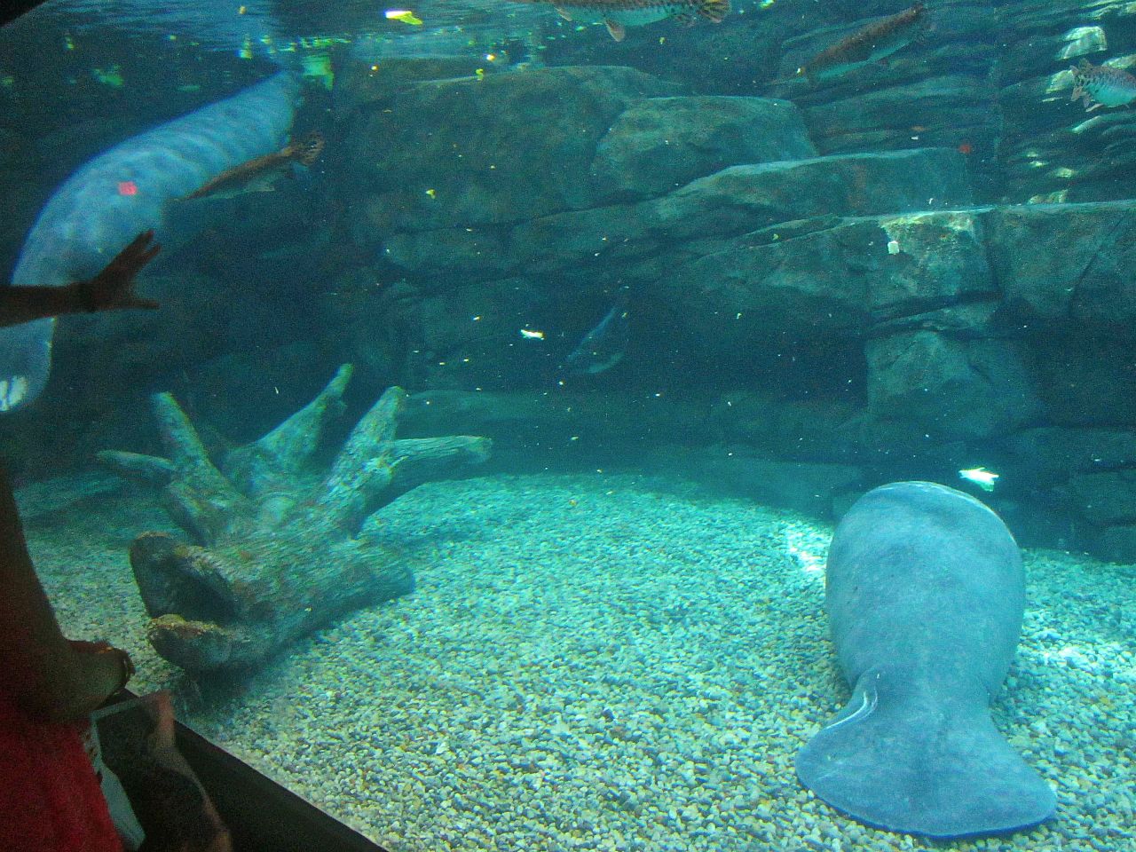 May 2013 - Manatee Springs - Betsy + Woodstock