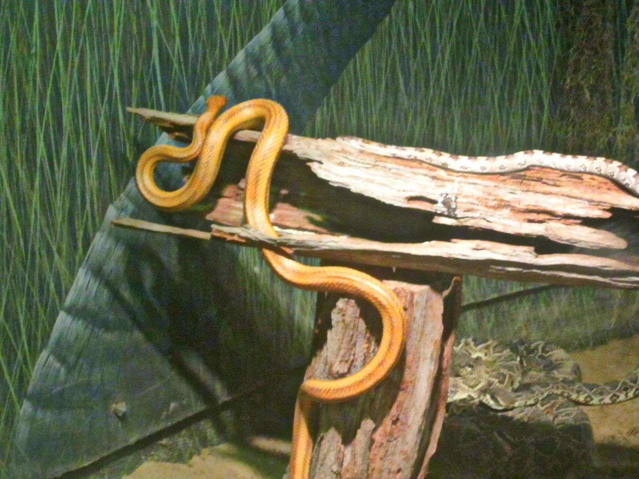 May 2013 - Manatee Springs - Everglades Rat Snake + Timber Rattlesnake + Ea