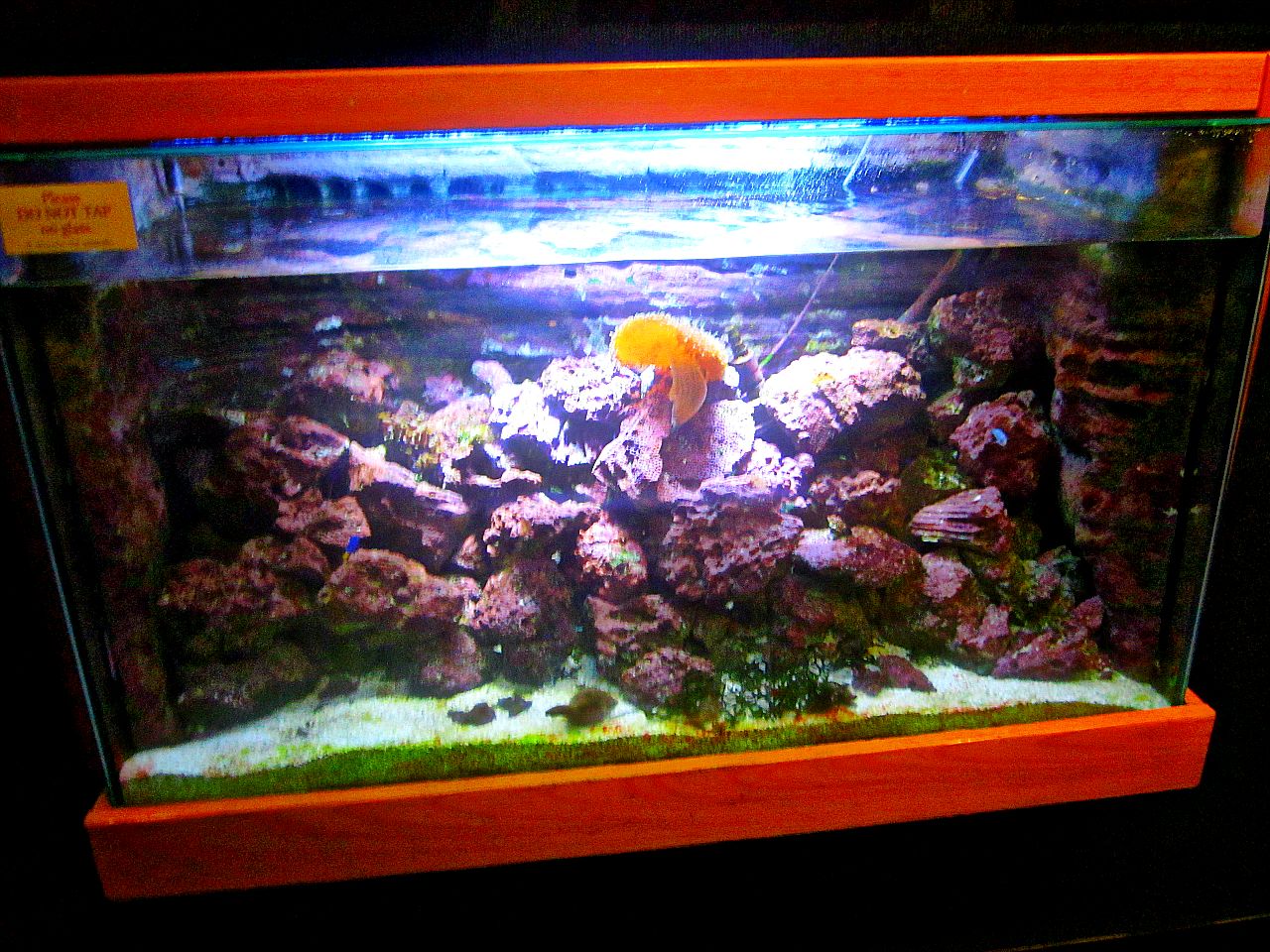 May 2013 - Manatee Springs - Florida Biodiversity Exhibit