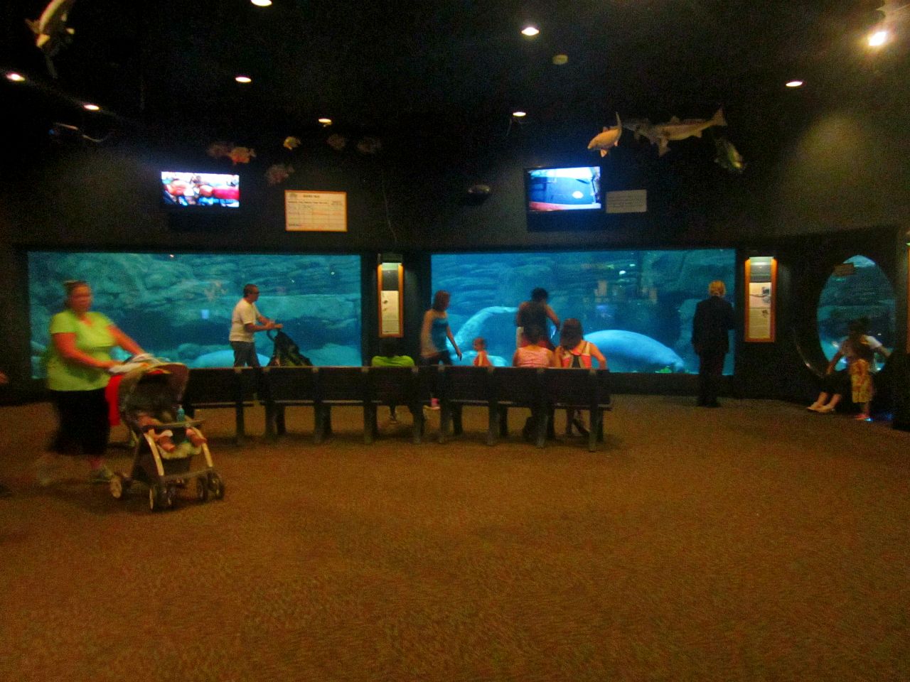 May 2013 - Manatee Springs - Florida Manatee Tank + Viewing