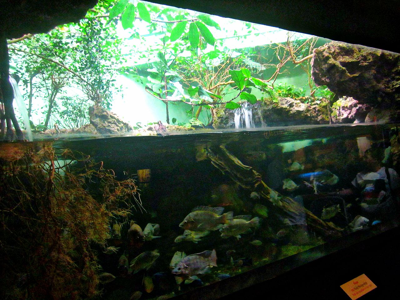 May 2013 - Manatee Springs - Infamous Alien Invaders