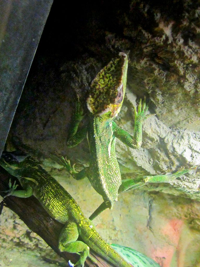 May 2013 - Manatee Springs - Knight Anoles