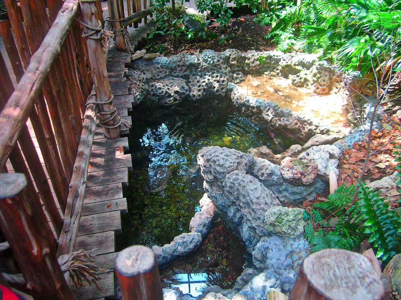 May 2013 - Manatee Springs - Mixed Turtle + Gar Pond