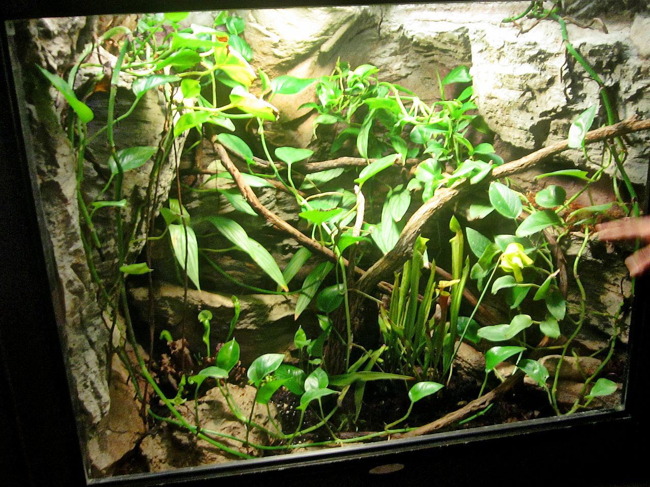 May 2013 - Manatee Springs - Pitcher Plant Exhibit