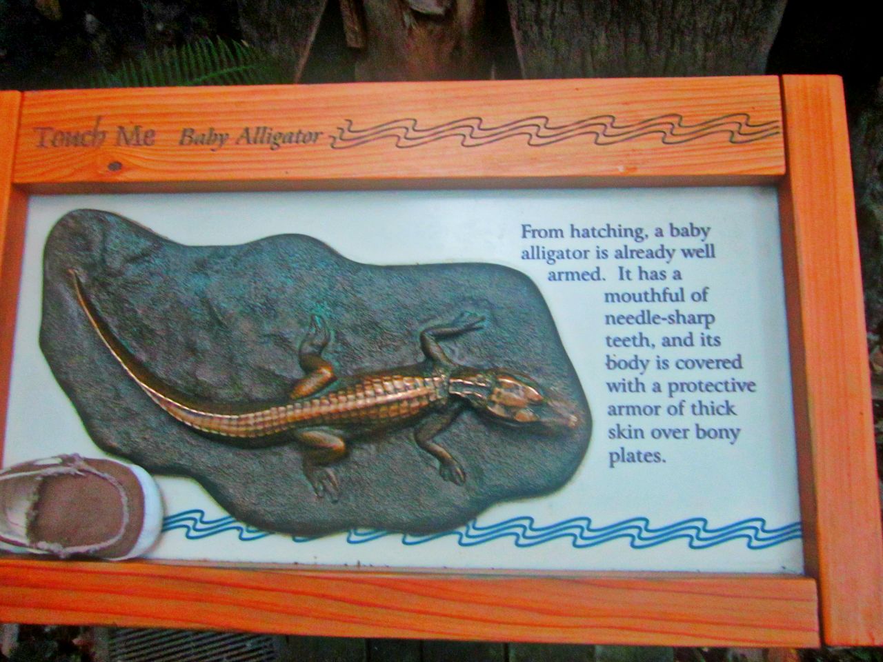 May 2013 - Manatee Springs - Touch a Baby Alligator