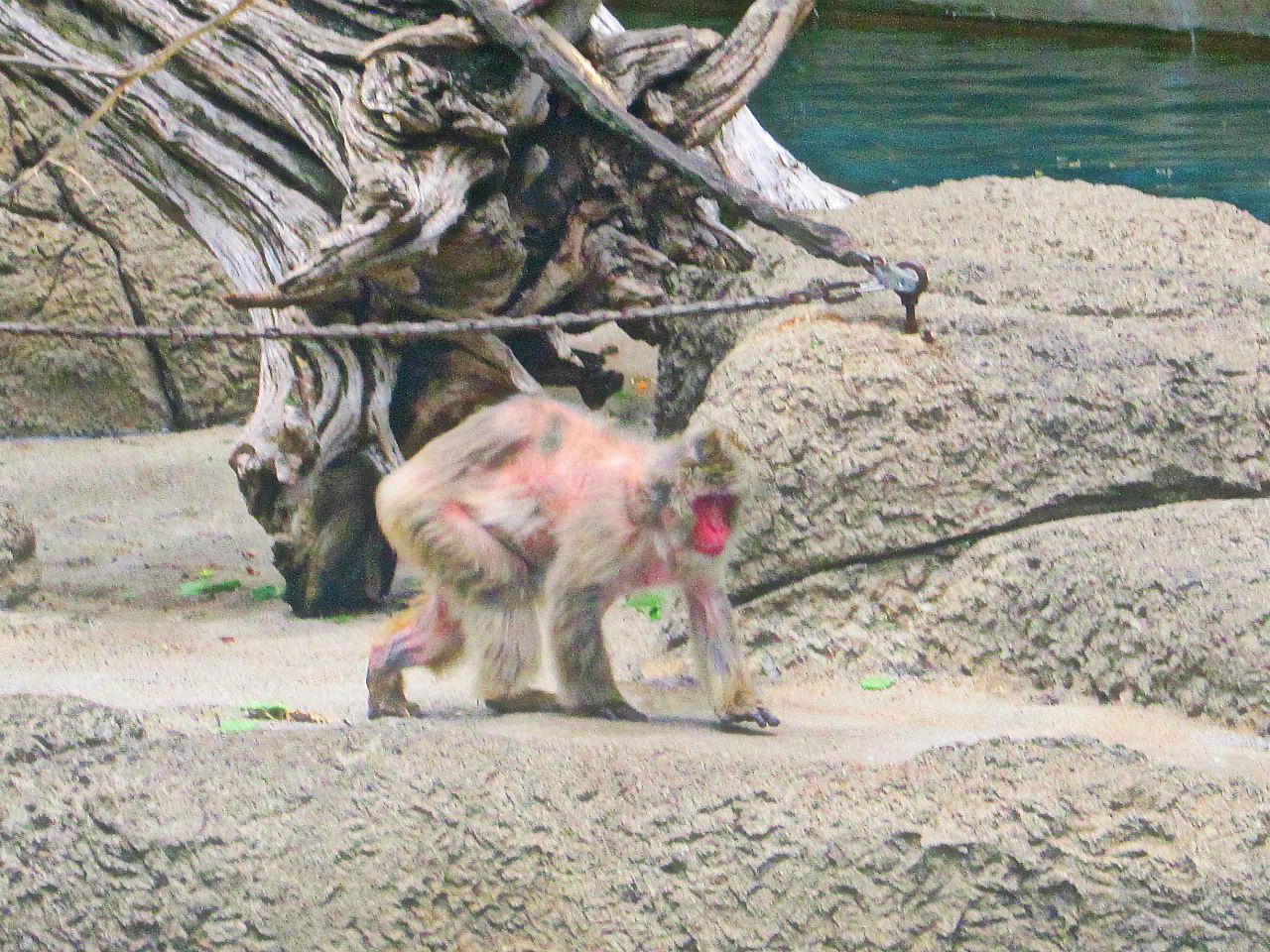 May 2013 - Monkey Island - Japanese Macaque